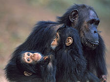 Chimps
