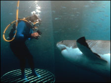 Sharks