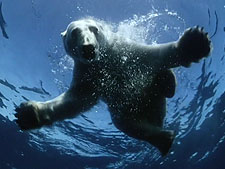 To The Arctic Inset