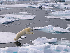 f_arctic_mini_4