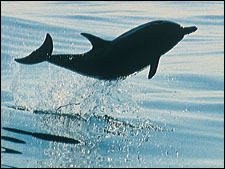 Dolphins Inset